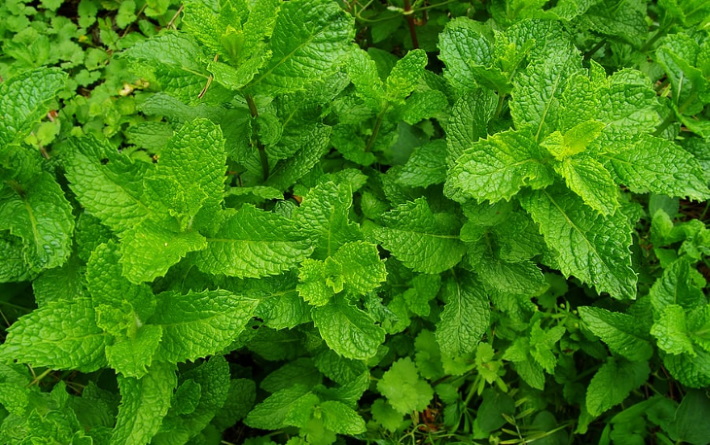 چطور نعناع را متراکم تر کنیم؟